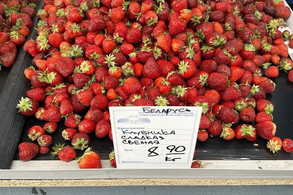 Ягодный ценопад на Комаровке в середине июля Ягодный ценопад на Комаровке в середине июля - Sputnik Беларусь