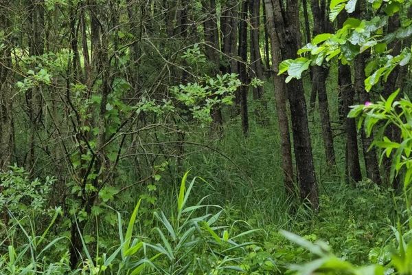 На месте расстрела евреев в деревне Лебедево сейчас растет густой лес