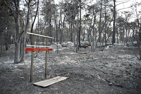 Обгоревшие деревья после лесного пожара в районе Фонтенбло, к югу от Парижа, Франция - Sputnik Беларусь