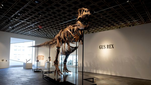 Скелет динозавра вида Tyrannosaurus rex по прозвищу Гас - Sputnik Беларусь