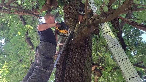 Спасатели в Ленинградской области помогли мужчине, который провел больше суток в дупле клена - Sputnik Беларусь