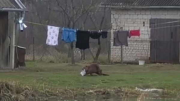 Бобр утащил одежду мужчины в Польше - Sputnik Беларусь