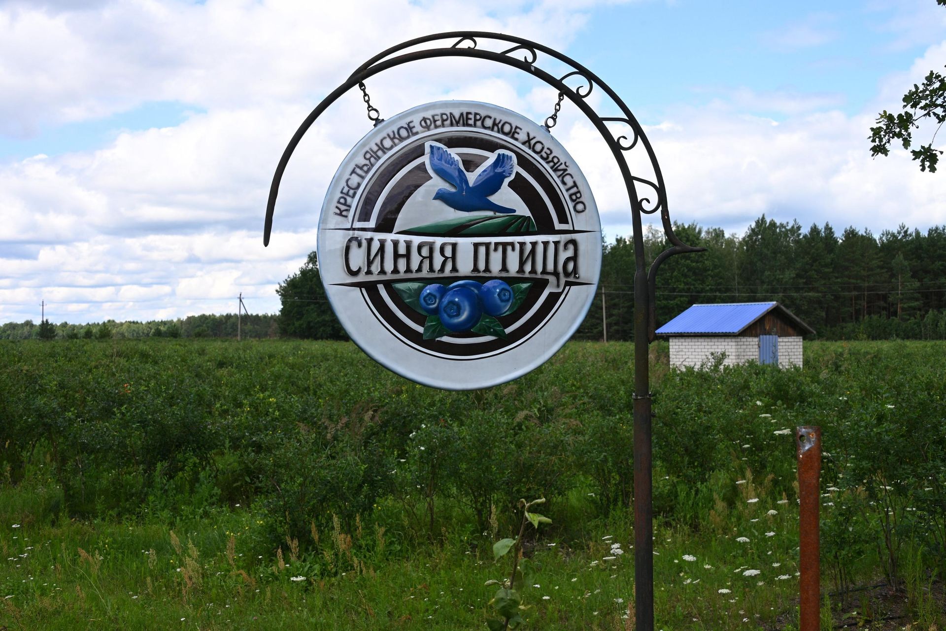 Фермерское хозяйство Синяя птица в Брестской области Фермерское хозяйство Синяя птица в Брестской области - Sputnik Беларусь, 1920, 22.07.2026