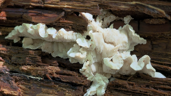  Osteina rhodophila - Sputnik Беларусь