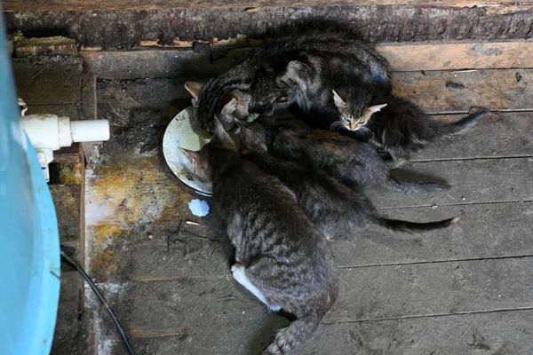 Дома у Ильи и Дениса целый зоопарк Дома у Ильи и Дениса целый зоопарк - Sputnik Беларусь