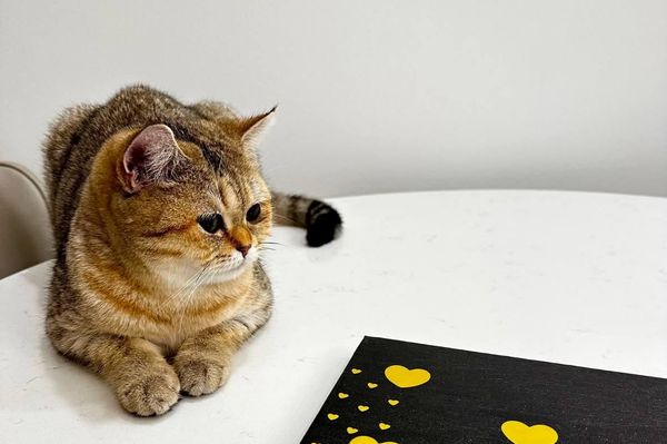 Кошка Ирины Бодиловской Бетти  - Sputnik Беларусь