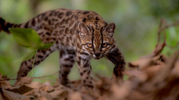 Новый вид кошек Leopardus tilcayo (кошка тилкайо) открыли в Боливии - Sputnik Беларусь