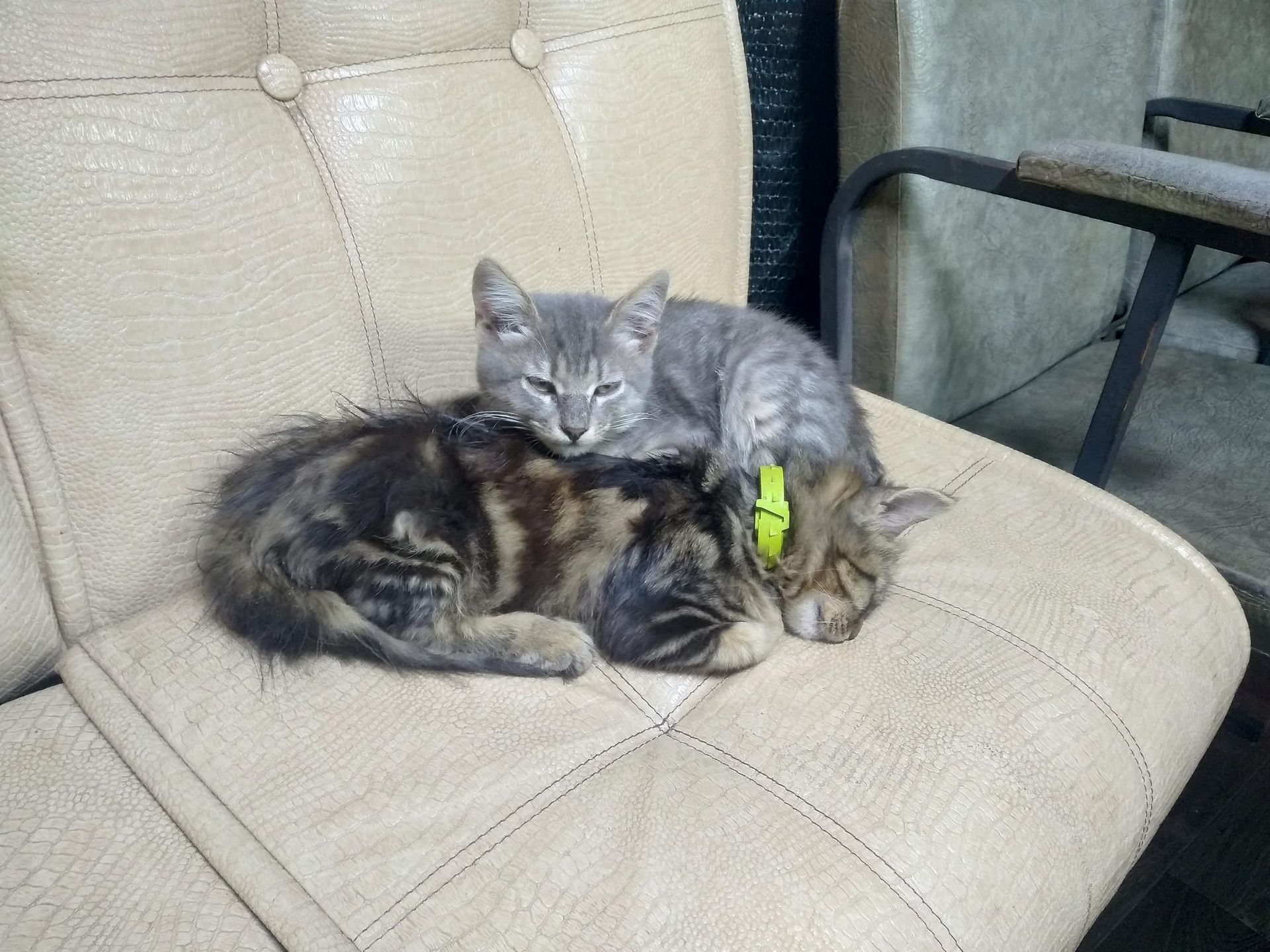 Котята в расположении одного из российских подразделений Котята в расположении одного из российских подразделений - Sputnik Беларусь, 1920, 20.09.2026