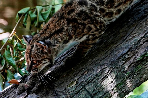 Маленький пятнистый дикий кот Leopardus tilcayo на прогулке в заповеднике дикой природы, Боливия. - Sputnik Беларусь