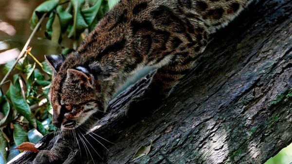Маленькая пятнистая дикая кошка Leopardus tilcayo гуляет по заповеднику дикой природы, Боливия - Sputnik Беларусь
