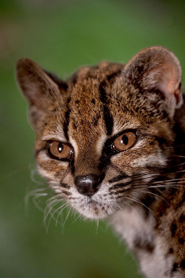 Новый вид дикой кошки Leopardus tilcayo был выявлен в Боливии. - Sputnik Беларусь