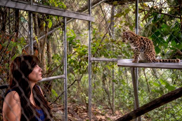 Исследовательница National Geographic Паола Ногалес Аскаррунц наблюдает за кошкой  Leopardus tilcayo в ​​заповеднике Senda Verde в регионе Юнгас в Боливии. - Sputnik Беларусь