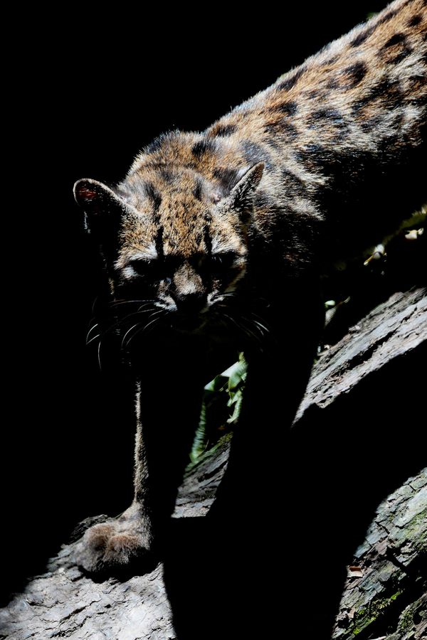 Маленький пятнистый дикий кот Leopardus tilcayo гуляет по заповеднику дикой природы в Боливии. - Sputnik Беларусь