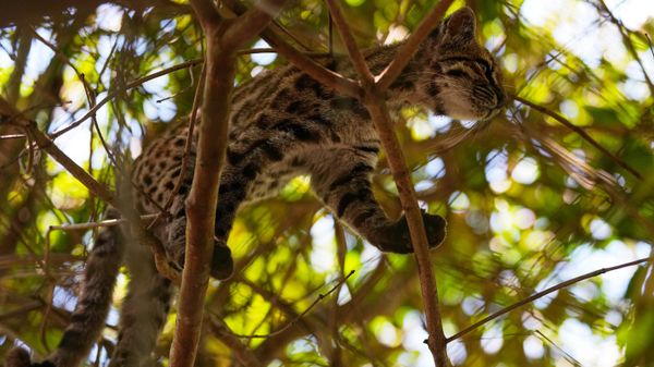 Від дзікай кошкі Leopardus tilcayo быў выяўлены ў Балівіі - Sputnik Беларусь