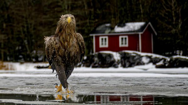 Снимок Fashion fades. Feather coats are forever финского фотографа Tapani Linnanmäki, ставший финалистом в конкурсе 2026 The Nikon Comedy Wildlife Awards - Sputnik Беларусь