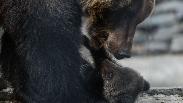 Как коты: медведица с медвежонком прогулялись по забору на Сахалине (видео) - Sputnik Беларусь
