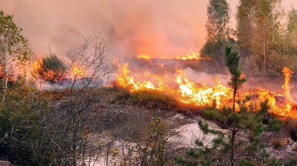 В Кошаро-Ольманском лесничестве Столинского лесхоза локализовали возгорание на территории болота - Sputnik Беларусь