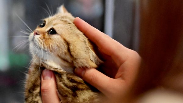 Женщина гладит котенка - Sputnik Беларусь