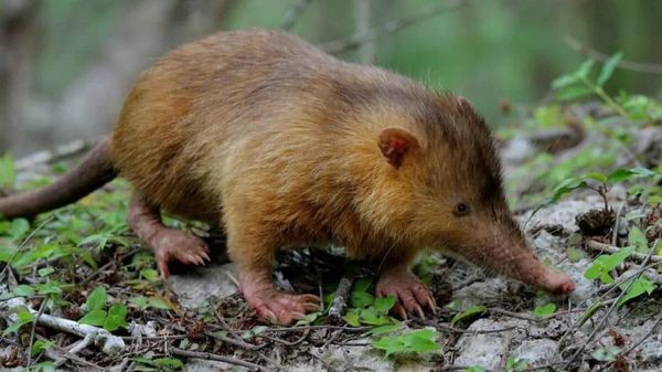 Русская выхухоль (Desmana moschata) - Sputnik Беларусь