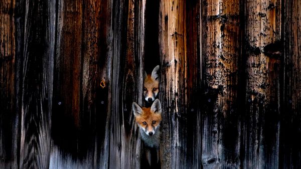 Снимок Little housemates швейцарского фотографа Marc Siegle, высоко оцененный в категории Mammals конкурса European Wildlife Photographer of the Year 2026 - Sputnik Беларусь