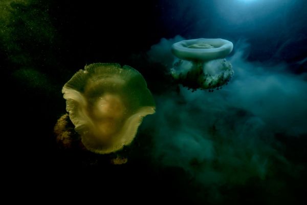 Снимок "Рукотворная катастрофа" испанского фотографа Анхеля Фитора, победивший в категории "Подводный мир".Многолетний неконтролируемый сброс богатых питательными веществами сельскохозяйственных стоков в испанскую лагуну Мар-Менор приводит к массовой гибели морских обитателей. В октябре 2025 года сильные дожди принесли в лагуну до 100 000 литров насыщенных питательными веществами поверхностных стоков в секунду с окружающих сельскохозяйственных угодий. Поскольку морская вода была необычно теплой после долгого и жаркого лета, это привело к значительному цветению фитопланктона. Рост водорослей поглотил большую часть растворенного кислорода в воде, без которого медузы оказались обречены на быструю гибель. Снимок "Рукотворная катастрофа" испанского фотографа Анхеля Фитора, победивший в категории "Подводный мир".Многолетний неконтролируемый сброс богатых питательными веществами сельскохозяйственных стоков в испанскую лагуну Мар-Менор приводит к массовой гибели морских обитателей. В октябре 2025 года сильные дожди принесли в лагуну до 100 000 литров насыщенных питательными веществами поверхностных стоков в секунду с окружающих сельскохозяйственных угодий. Поскольку морская вода была необычно теплой после долгого и жаркого лета, это привело к значительному цветению фитопланктона. Рост водорослей поглотил большую часть растворенного кислорода в воде, без которого медузы оказались обречены на быструю гибель. - Sputnik Беларусь