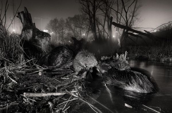 Снимок "Городские бобры" польского фотографа Яна Вечорека – обладатель премии "Восстановление дикой природы Европы 2026".Много лет бобры обитают в одной из рек, протекающих через Ольштын, крупный областной центр на северо-востоке Польши. Их территория пересекает дороги и железные дороги, а неподалеку строятся новые многоквартирные дома. Тем не менее, благодаря поддержке местных жителей и городских властей, бобры процветают. Животные поддерживают свои плотины, помогают восстанавливать водный баланс, повышают биоразнообразие и ускоряют естественное самоочищение водотока между двумя большими озерами, Кшиве и Кортовским. На снимке, сделанном в 2025 году, запечатлено ночное скопление бобров на мелководье болота недалеко от новой строительной площадки. Снимок "Городские бобры" польского фотографа Яна Вечорека – обладатель премии "Восстановление дикой природы Европы 2026".Много лет бобры обитают в одной из рек, протекающих через Ольштын, крупный областной центр на северо-востоке Польши. Их территория пересекает дороги и железные дороги, а неподалеку строятся новые многоквартирные дома. Тем не менее, благодаря поддержке местных жителей и городских властей, бобры процветают. Животные поддерживают свои плотины, помогают восстанавливать водный баланс, повышают биоразнообразие и ускоряют естественное самоочищение водотока между двумя большими озерами, Кшиве и Кортовским. На снимке, сделанном в 2025 году, запечатлено ночное скопление бобров на мелководье болота недалеко от новой строительной площадки. - Sputnik Беларусь