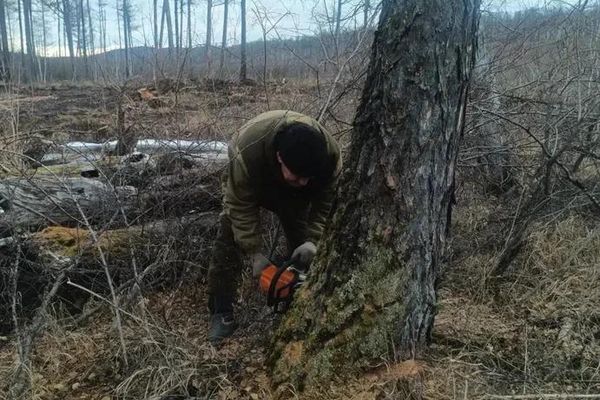 Валка деревьев в границах вырубки под высоковольтную линию Валка деревьев в границах вырубки под высоковольтную линию - Sputnik Беларусь