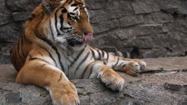 Тигр в   зоопарке - Sputnik Беларусь