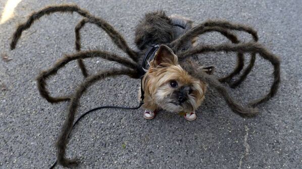 Пес-паук. Собака в костюме тарантула на площади Томпкинс-сквер Нью-Йорка - Sputnik Беларусь