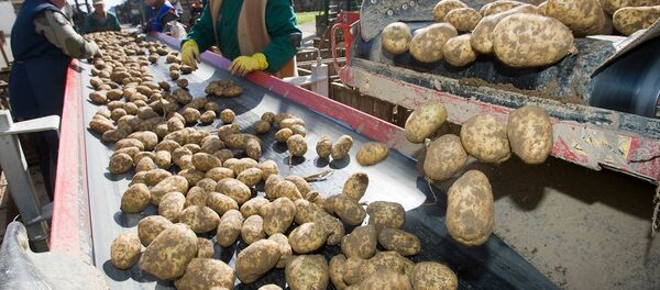 Сортировка картофеля - Sputnik Беларусь