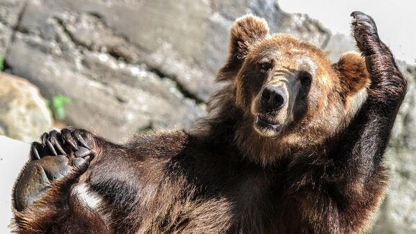 Бурый медведь в зоопарке Калининграда (архивное фото) - Sputnik Беларусь