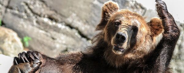 Бурый медведь, архивное фото - Sputnik Беларусь