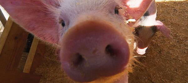 Выставка-ярмарка агрорусь - 2006 - Sputnik Беларусь