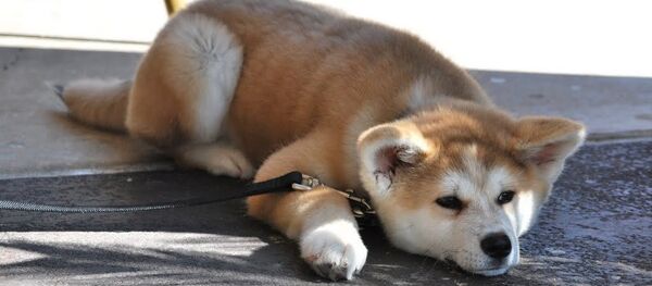 Собака породы акита-ину прощает все своим близким, но никогда не простит чужим грубости или принуждения, даже если это было давно. - Sputnik Беларусь
