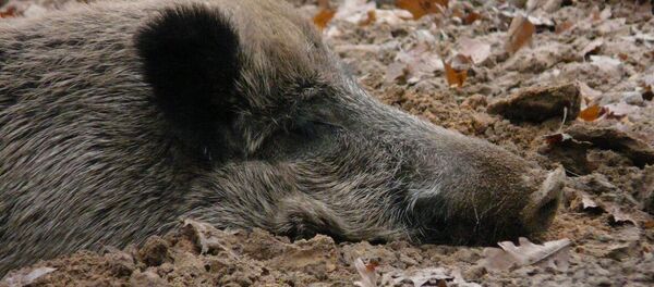 Дикий кабан Дикий кабан - Sputnik Беларусь