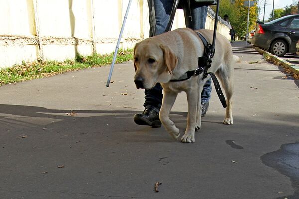 Собака-поводырь проходит обучение с инструктором в условиях города - Sputnik Беларусь
