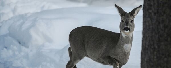 Косуля перебежала дорогу перед машиной примета. Смотреть фото Косуля перебежала дорогу перед машиной примета. Смотреть картинку Косуля перебежала дорогу перед машиной примета. Картинка про Косуля перебежала дорогу перед машиной примета. Фото Косуля перебежала дорогу перед машиной примета