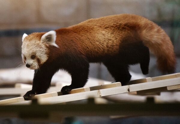 Красная панда - Sputnik Беларусь