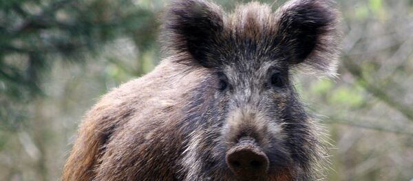 Дикий кабан, архивное фото Дикий кабан, архивное фото - Sputnik Беларусь