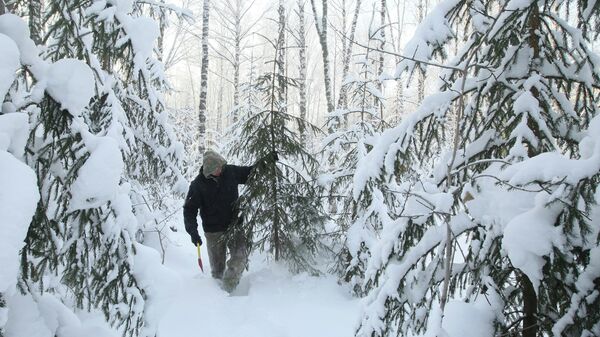 Заготовка елей, архивное фото - Sputnik Беларусь