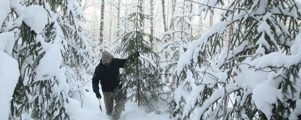 Заготовка елей, архивное фото - Sputnik Беларусь