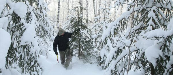 Заготовка елей, архивное фото - Sputnik Беларусь