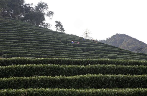 Чайная плантация в Ханчжоу, архивное фото - Sputnik Беларусь