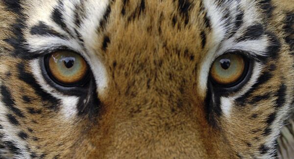 Взгляд тигра, архивное фото - Sputnik Беларусь