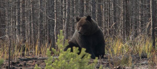Буры мядзведзь Буры мядзведзь - Sputnik Беларусь