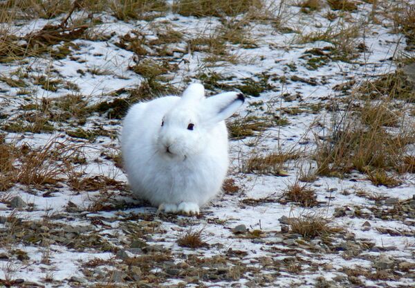 Заяц-беляк - Sputnik Беларусь