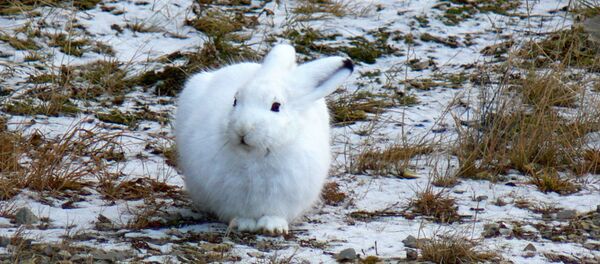 Заяц-беляк - Sputnik Беларусь