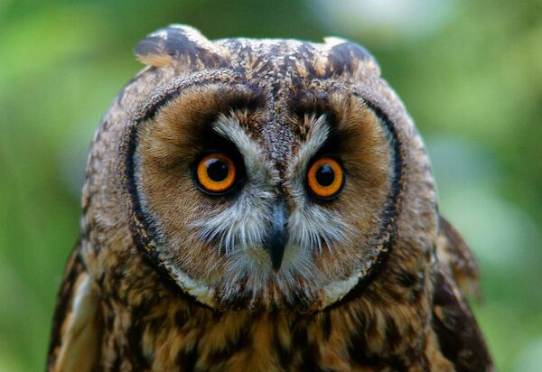 Ушастая сова  - Sputnik Беларусь