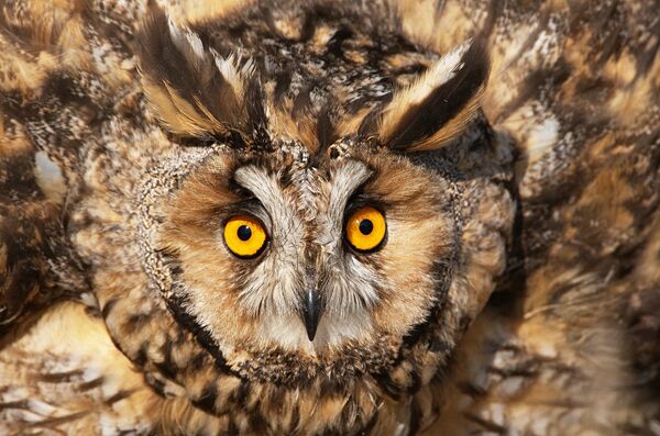 Ушастая сова Ушастая сова - Sputnik Беларусь