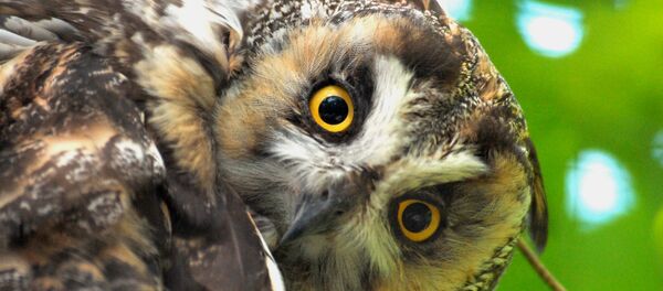 Ушастая сова - Sputnik Беларусь